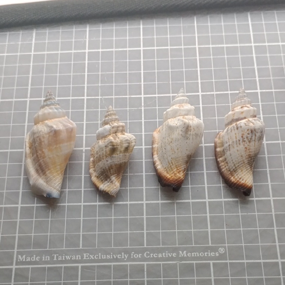 Seashell Decor - Picture 5 of 5